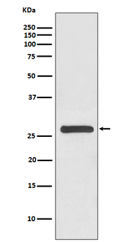 14-3-3 gamma Rabbit mAb [KD Validated] Antibody