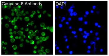 Caspase-6 Rabbit Monoclonal Antibody