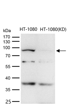 EIF2C3 Rabbit mAb [KD Validated] Antibody