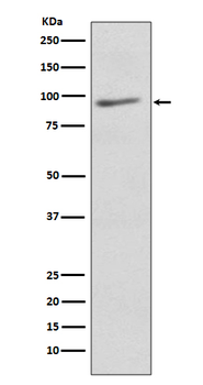 EIF2C3 Rabbit mAb [KD Validated] Antibody