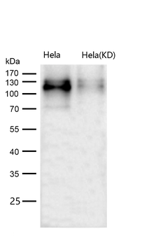 CD36 Rabbit mAb [KD Validated] Antibody