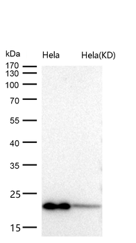 ARF1 Rabbit mAb [KD Validated] Antibody