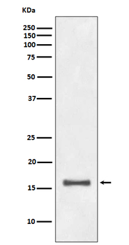 Histone H3 (di methyl K9) Rabbit mAb Antibody