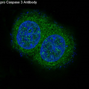 pro Caspase 10 Rabbit mAb Antibody