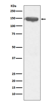 CD13 Rabbit Monoclonal Antibody