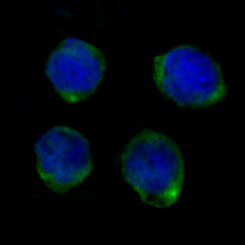 CD14 Rabbit Monoclonal Antibody