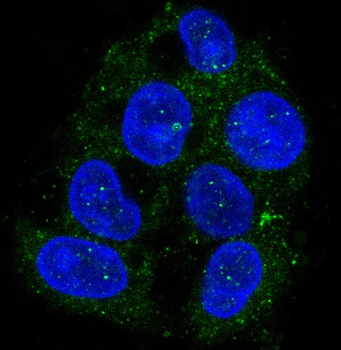 ATG9A Rabbit mAb [KD Validated] Antibody