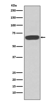 PKR Rabbit Monoclonal Antibody