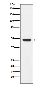 GAP43 Rabbit mAb [KD Validated] Antibody
