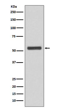 JNK2 Rabbit mAb Antibody