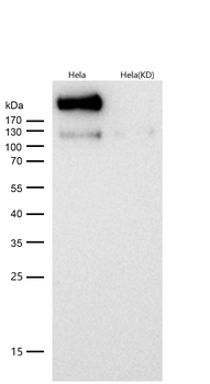 DNA-PKcs Rabbit mAb [KD Validated] Antibody