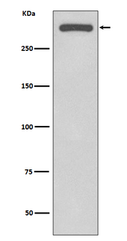 DNA-PKcs Rabbit mAb [KD Validated] Antibody