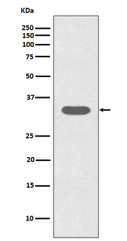 Caspase-6 Rabbit Monoclonal Antibody