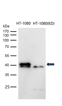 p38 MAPK Rabbit mAb [KD Validated] Antibody