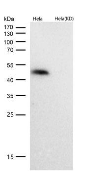 HDAC3 Rabbit mAb [KD Validated] Antibody