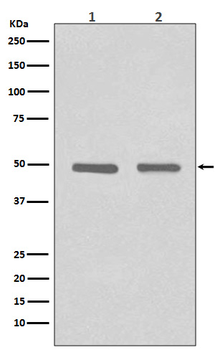 HDAC3 Rabbit mAb [KD Validated] Antibody