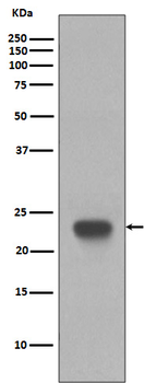 CD3 epsilon Rabbit mAb Antibody