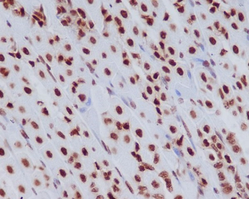 Histone H3.3 Rabbit mAb Antibody