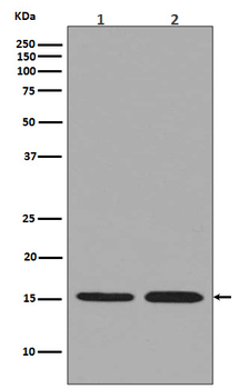 Histone H3.3 Rabbit mAb Antibody