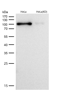 DGCR8 Rabbit mAb [KD Validated] Antibody