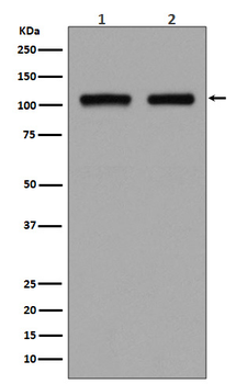 DGCR8 Rabbit mAb [KD Validated] Antibody
