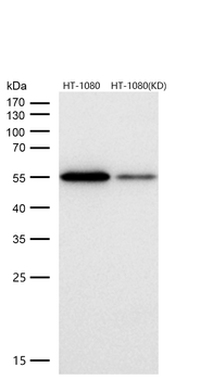 Cyclin B1 Rabbit mAb [KD Validated] Antibody