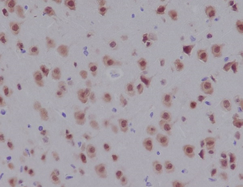 NeuN Rabbit mAb Antibody