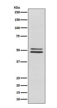 NeuN Rabbit mAb Antibody