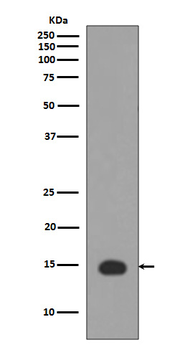 Histone H3 (acetyl K4) Rabbit mAb Antibody