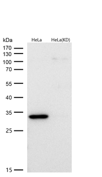 active + pro Caspase 3 Rabbit mAb [KD Validated] Antibody