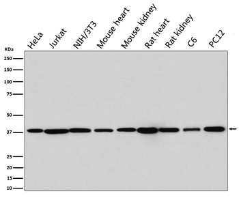 p38 MAPK Rabbit mAb [KD Validated] Antibody