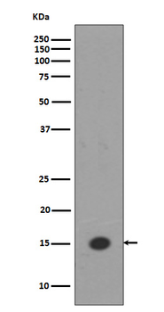 Histone H3 (mono methyl K18) Rabbit mAb Antibody