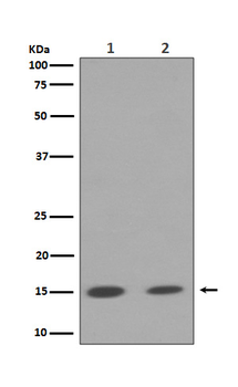 Histone H3 (mono+di+tri methyl K79) Rabbit mAb Antibody