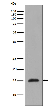 Histone H3 (mono methyl R2) Rabbit mAb Antibody