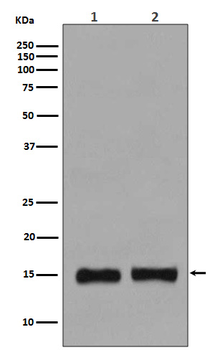 Histone H3 (mono methyl K36) Rabbit mAb Antibody