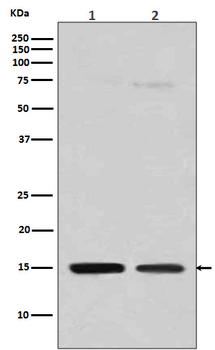 Histone H3 (mono methyl R128) Rabbit mAb Antibody