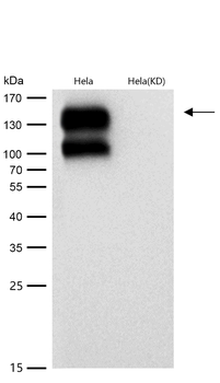 Integrin beta 1 Rabbit mAb [KD Validated] Antibody