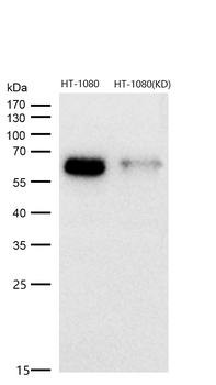 Src Rabbit mAb [KD Validated] Antibody