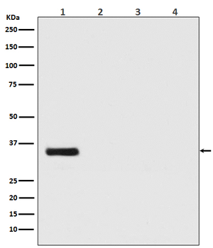 Renilla Luciferase Rabbit mAb Antibody