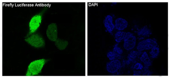 Firefly Luciferase Rabbit mAb Antibody