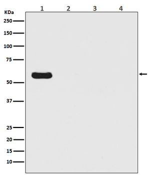 Firefly Luciferase Rabbit mAb Antibody