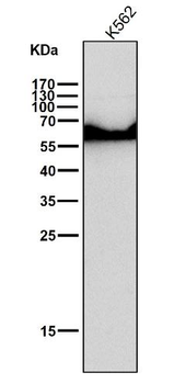 ELK1 Rabbit mAb Antibody