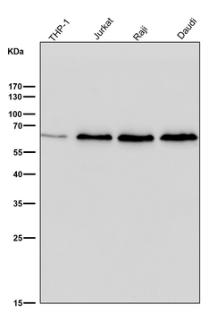 ELK1 Rabbit mAb Antibody