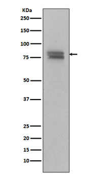 Phospho-v-Myb + c-Myb (S11) Rabbit mAb Antibody