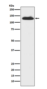 c-Kit Rabbit mAb Antibody
