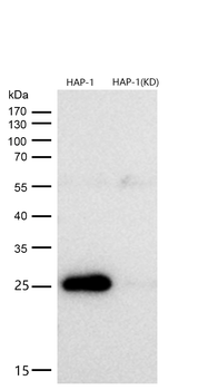 p27 KIP 1 Rabbit mAb [KD Validated] Antibody