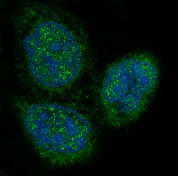 p27 KIP 1 Rabbit mAb [KD Validated] Antibody
