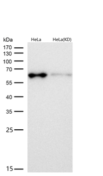 AMPK alpha 1 Rabbit mAb [KD Validated] Antibody