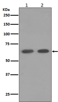 AMPK alpha 1 Rabbit mAb [KD Validated] Antibody