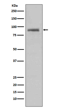 Hsp90 alpha Rabbit mAb Antibody
